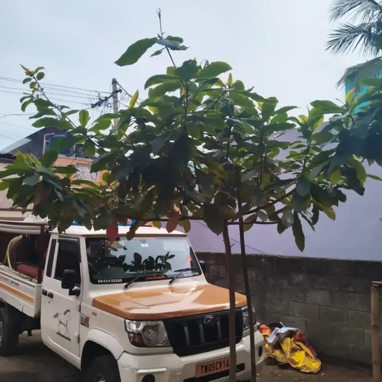 Borewell cleaning service